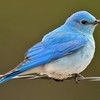 1bluebirds